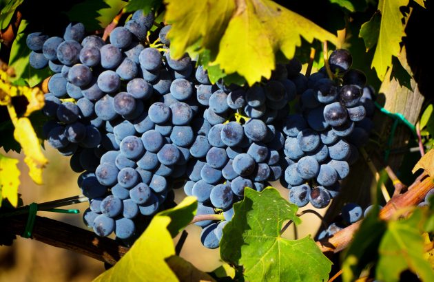 Last orders: The Global Sangiovese Masters 2026