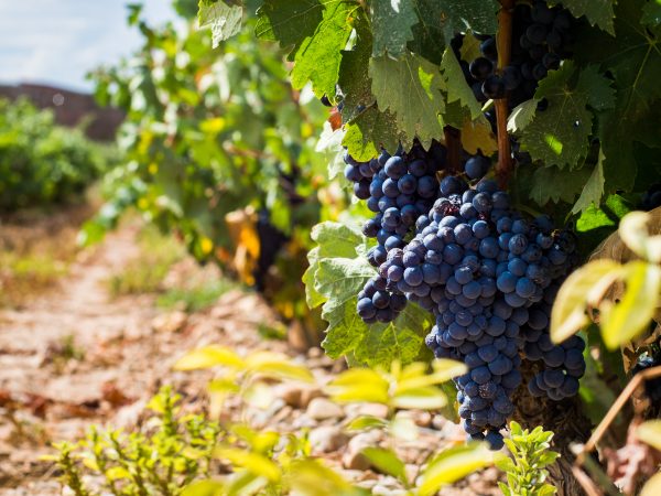 The red wine region that’s defying market trends