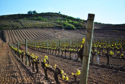 EU gives stamp of approval to Rioja’s viñedos singulars