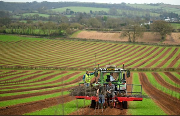 Thatchers Cider plants another 13,000 apple trees