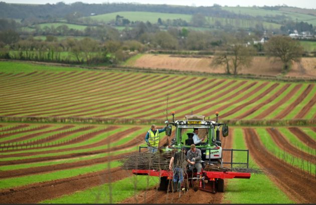 Thatchers Cider plants another 13,000 apple trees