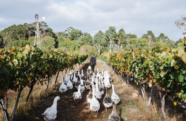 How Margaret River winemakers are protecting their ‘textbook perfect’ region