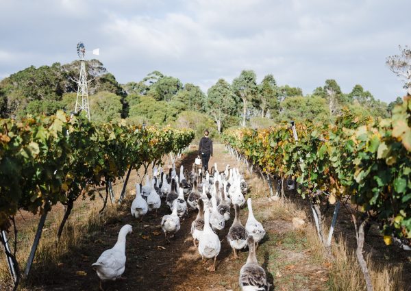 How Margaret River winemakers are protecting their ‘textbook perfect’ region