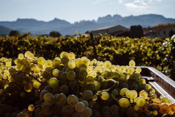 Could Gigondas blanc point the way for the future of fine white wine in the Southern Rhône?
