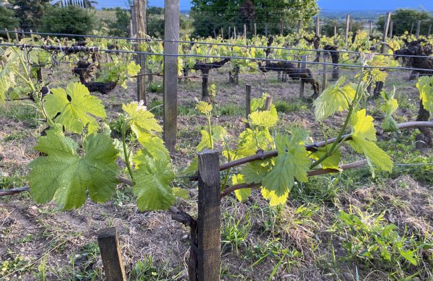 Bordeaux 2024 en primeur: the satellite right-bank appellations