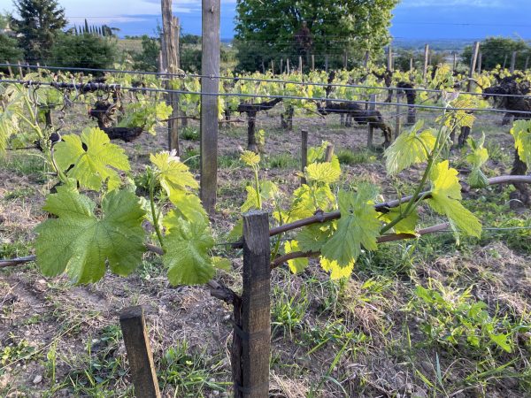 Bordeaux 2024 en primeur: the satellite right-bank appellations