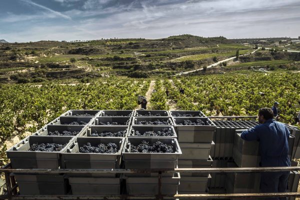 Celebrating 100 years: Rioja’s promise for the next century