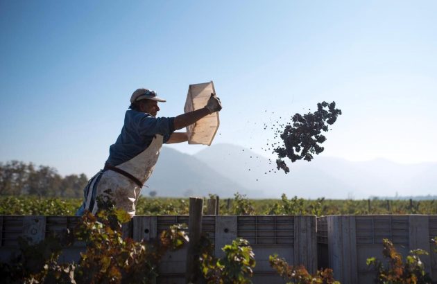 Chile’s 2025 vintage: lower yields but high hopes