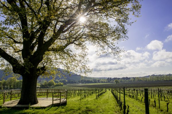 Charles III honours English wine estate with King’s Award for Enterprise