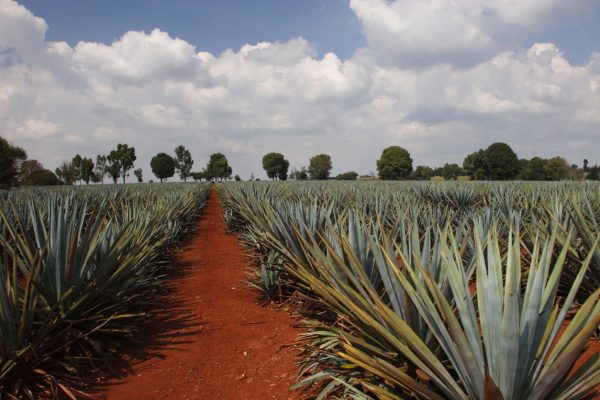 Tequila’s purity problem under scrutiny