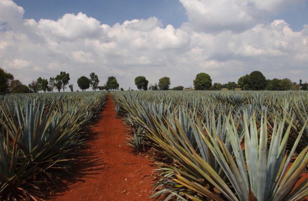 Tequila’s purity problem under scrutiny
