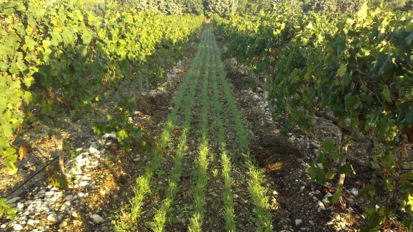 Will regenerative farming solve our climate crisis?