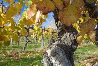 Final call: The Global Syrah Masters 2026
