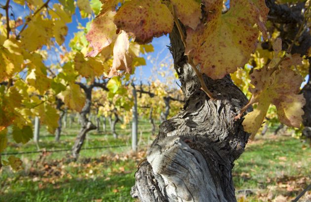 Final call: The Global Syrah Masters 2026