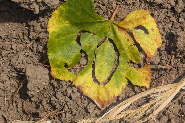 Europe’s wine regions facing most severe climate impact, study finds