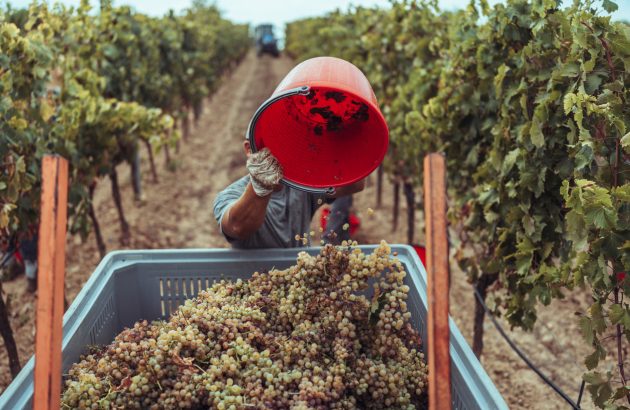 Raising labour standard in the wine industry ‘unsexy, but important’