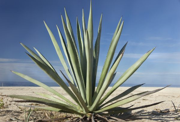 Diageo sued over ‘100% agave’ Tequila claims