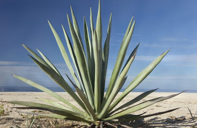 Diageo sued over ‘100% agave’ Tequila claims