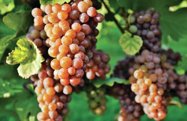 Enter now: The Global Pinot Grigio/Pinot Gris Masters 2025