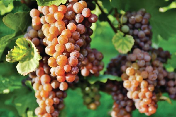 Enter now: The Global Pinot Grigio/Pinot Gris Masters 2025
