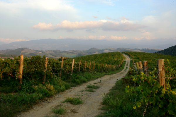 Some of the things you should know about Montecucco