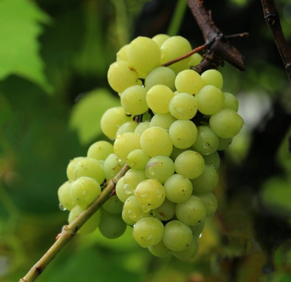 ‘Cult wines’ less vulnerable to climate change, study finds