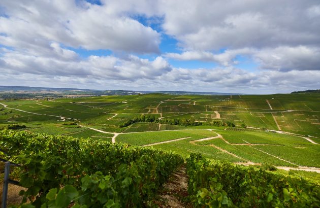 Champagne Henriot utilises AI to drive viticulture