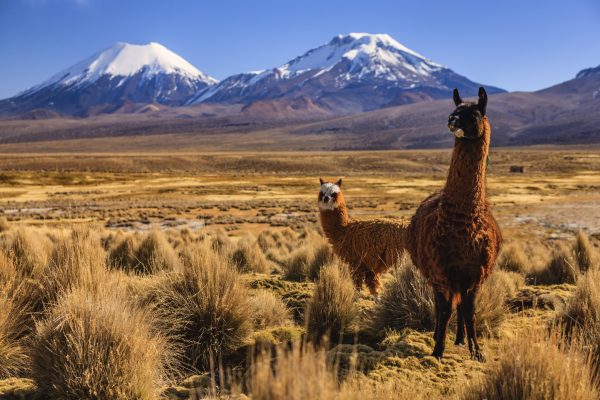 Alfonso Undurraga re-elected as president of Wines of Chile