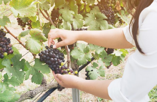 Will all English wines soon be whole bunch?