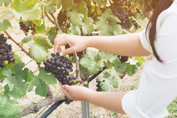 Will all English wines soon be whole bunch?