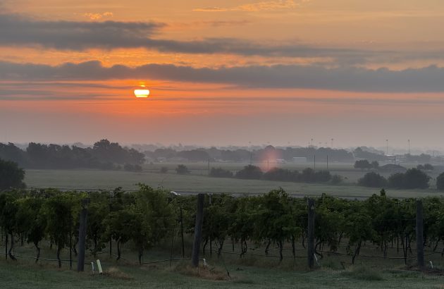 Why one winery is banking on fizz in the heart of Texas