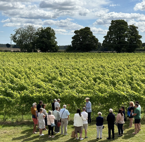 Norfolk vineyard up for sale