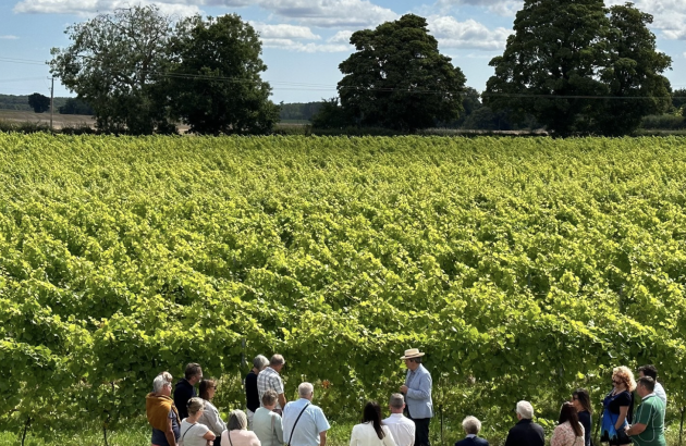Norfolk vineyard up for sale