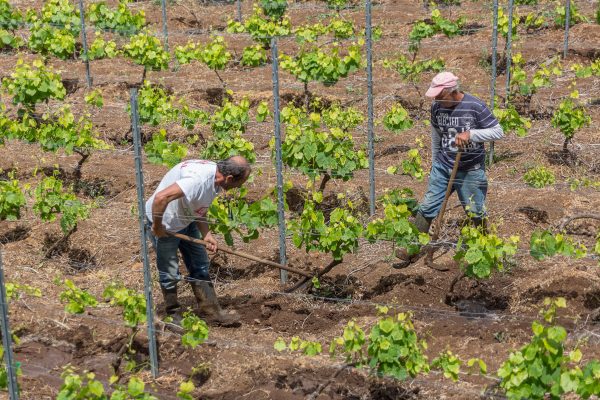 How can the wine industry tackle ‘systemic’ problems of the labour exploitation?