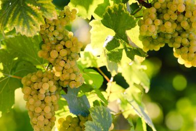 Call for entries: The Global Chenin Blanc Masters 2026