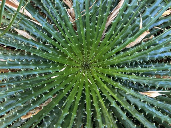 The ancient spirit fueling Mexico’s next drinks boom