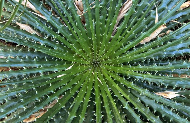 The ancient spirit fueling Mexico’s next drinks boom