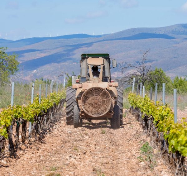 Rioja wrangles with mildew