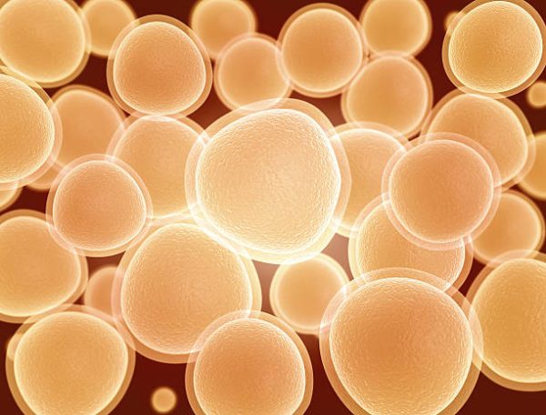 Beer yeast used to make new medicines