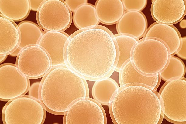 Beer yeast used to make new medicines