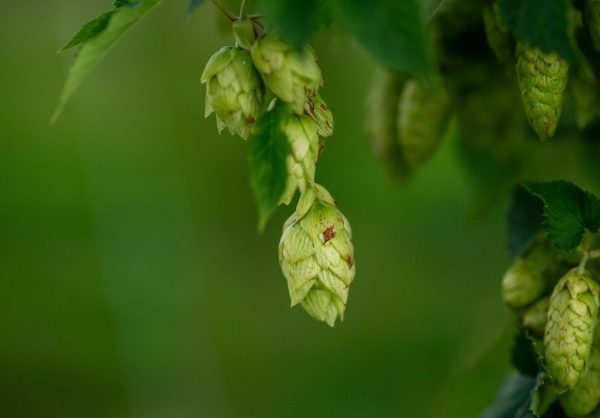 Why Mexican hops could soon take off