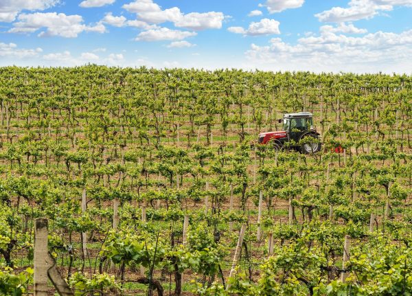 Can robots replace chemical herbicides in vineyards?