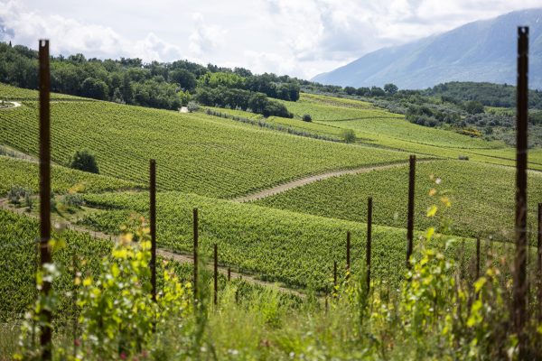 Zaccagnini offers a piece of Abruzzo with every bottle