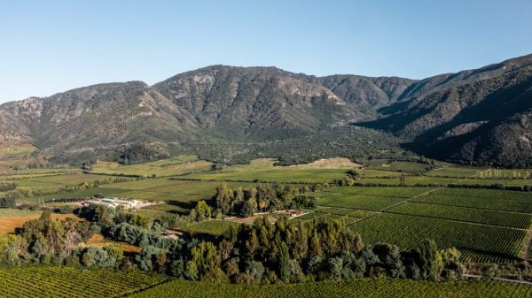 Emiliana reports fresh, balanced wines from 2025 harvest