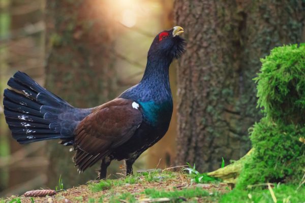 The Famous Grouse sale has been finalised