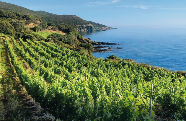 Mediterranean setting inspires Cava Jaume Serra Bouquet range