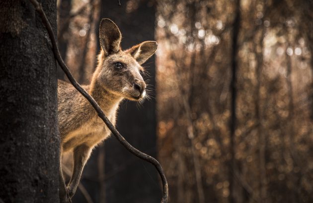 Australian grape crush rebounds in 2025