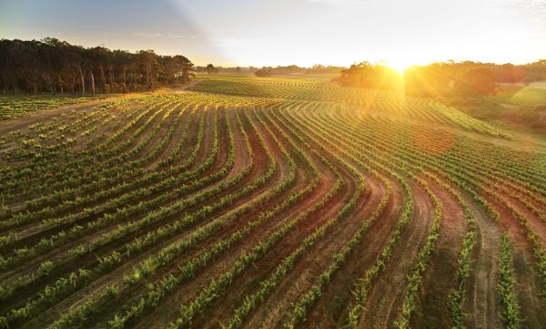 The Australian regions putting fine wines on Thai tables