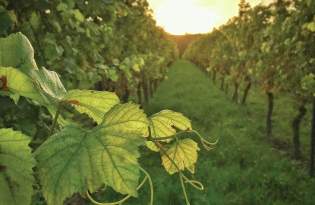 Spain, France and Italy lead the way for certified organic vines