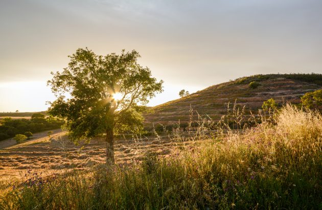 Use of Portuguese oak on the rise